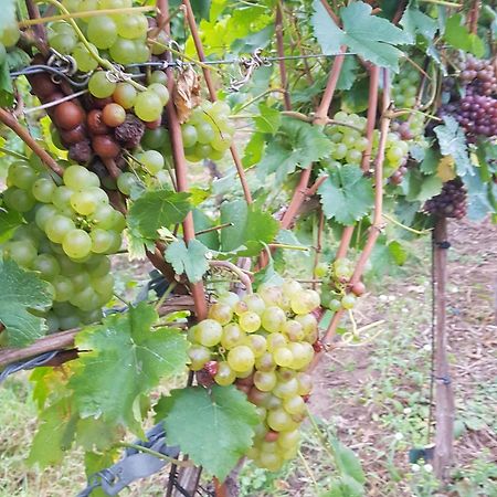 Ferienwohnung Weingut Lahmer August Kretzschau 外观 照片