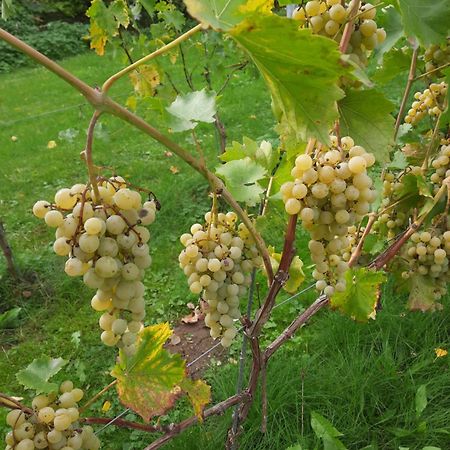 Ferienwohnung Weingut Lahmer August Kretzschau 外观 照片