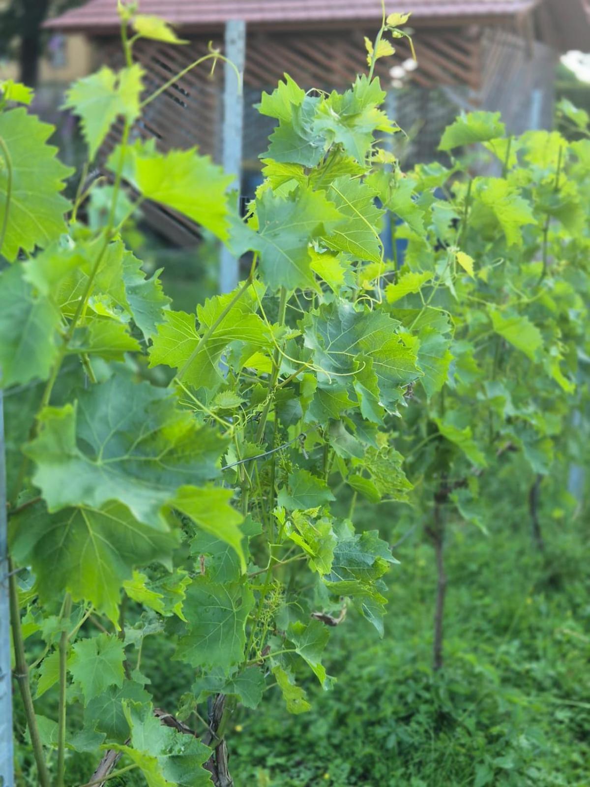 Ferienwohnung Weingut Lahmer August Kretzschau 外观 照片