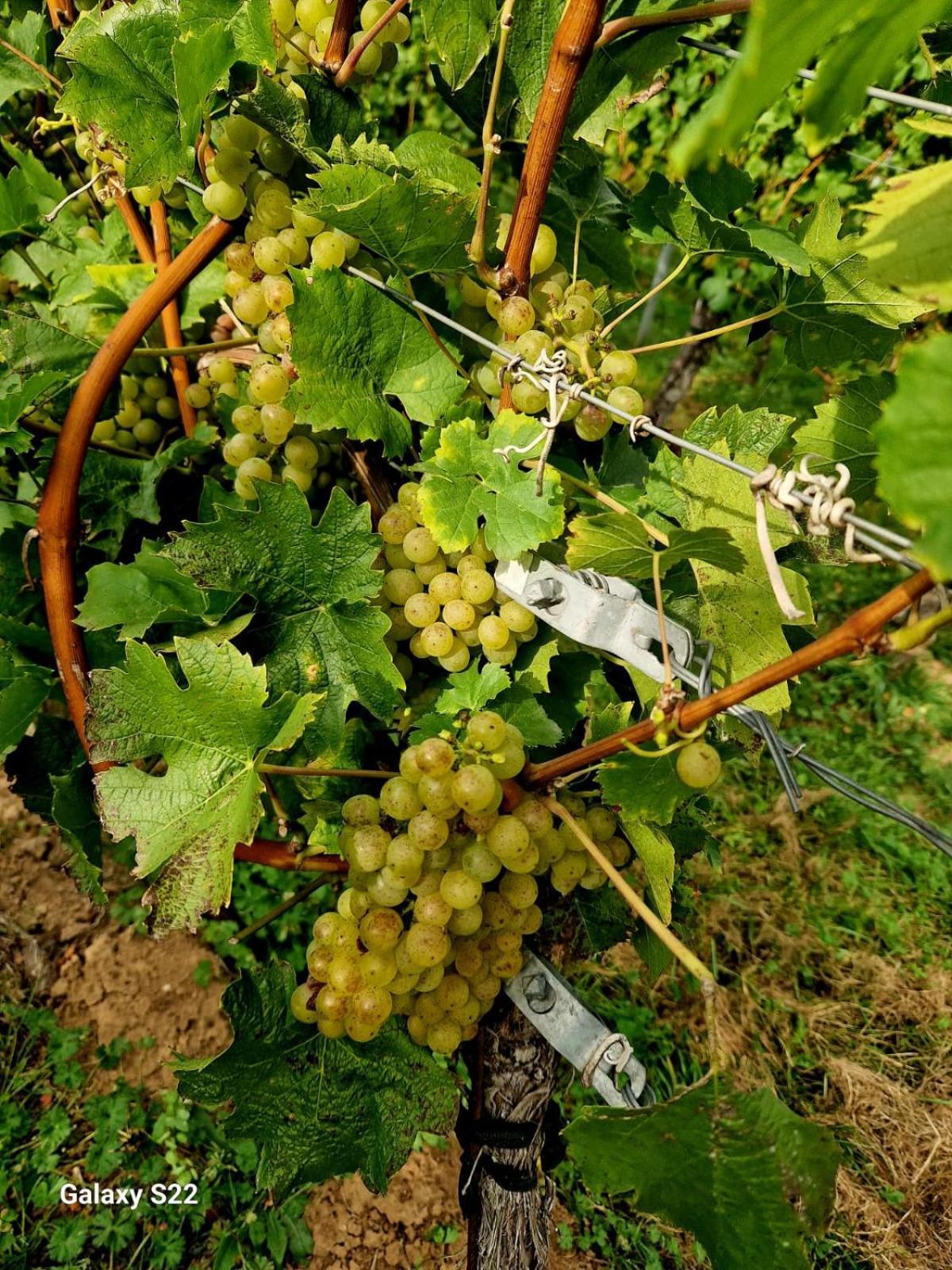 Ferienwohnung Weingut Lahmer August Kretzschau 外观 照片